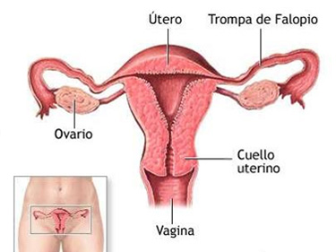 aparato genital femenino